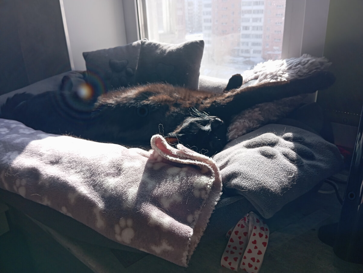 Кот Тихон.
