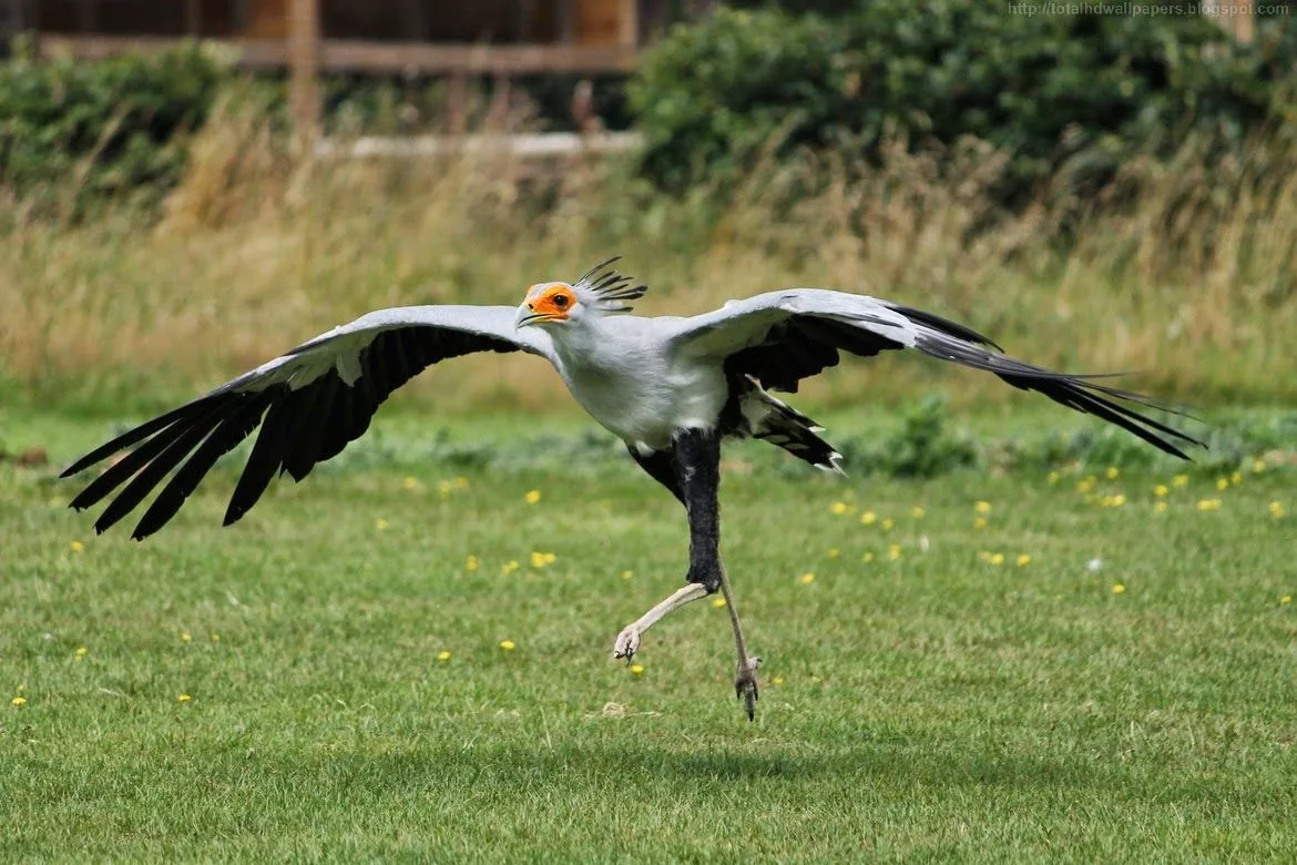 Эти птицы предпочитают ходить и бегать по саванне, а чтобы взлететь им надо потратить уйму энергии, а также иметь большую "взлетную полосу".