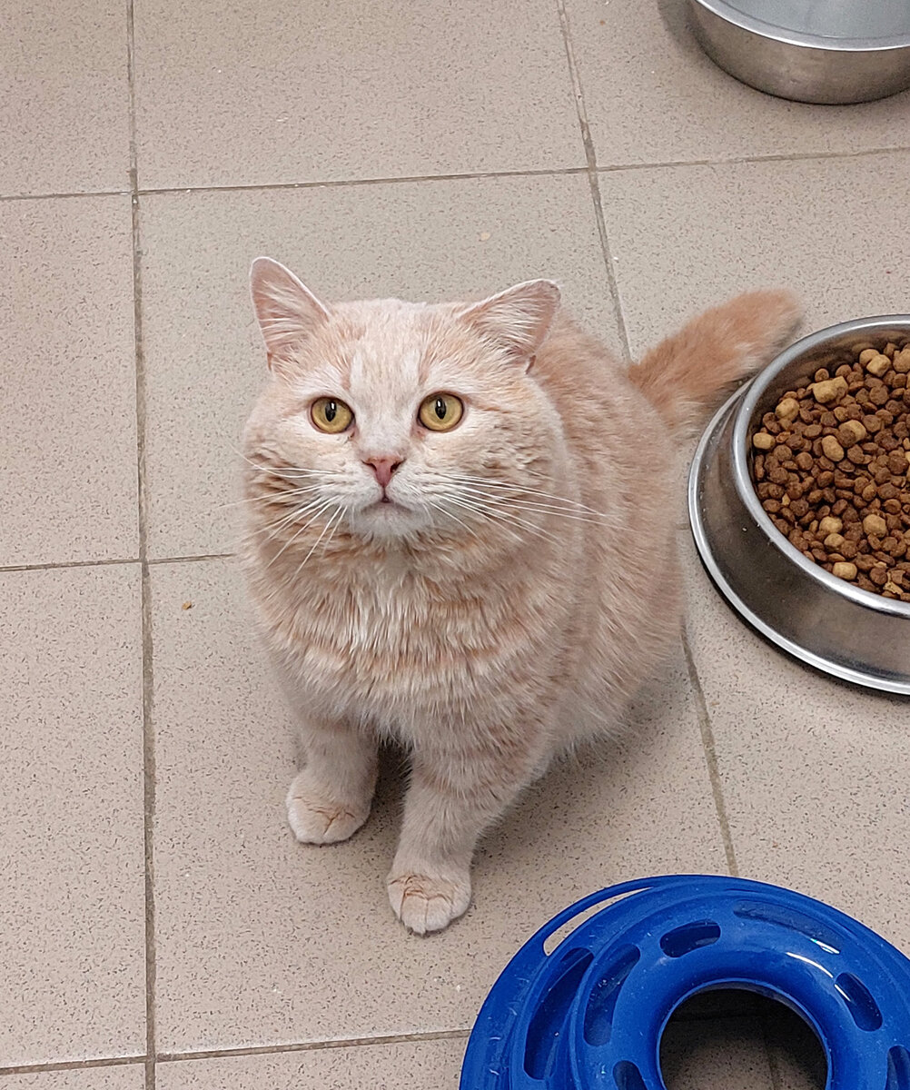 Пончик в приюте. Фото автора.