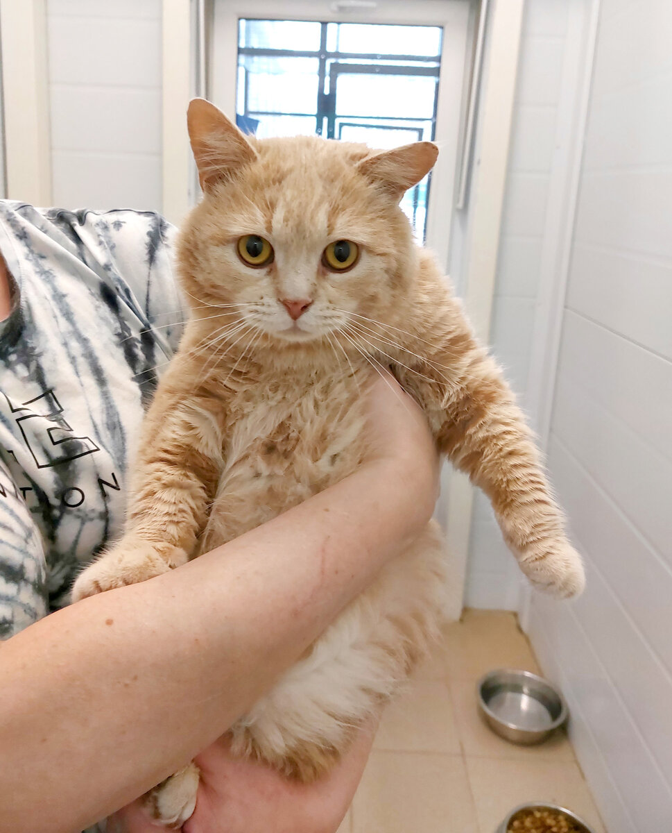 Пончик в приюте. Фото автора.