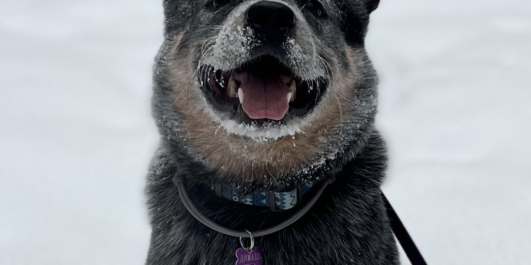 Собака не знает подзыв?