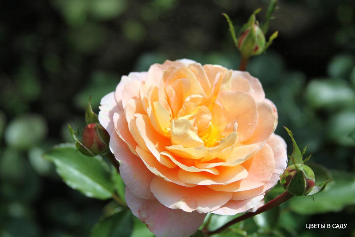 Аккуратное сложение цветка 