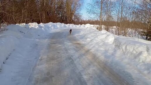 Коп с четвероногим другом Джимом. 10.03.24.