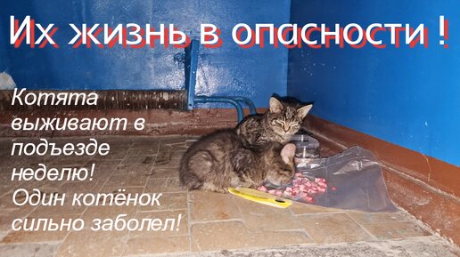 💔Котята плакали/замерзали/голодали/и заболели 😭 и ни у кого не дрогнуло сердце забрать их домой🤦‍♀️