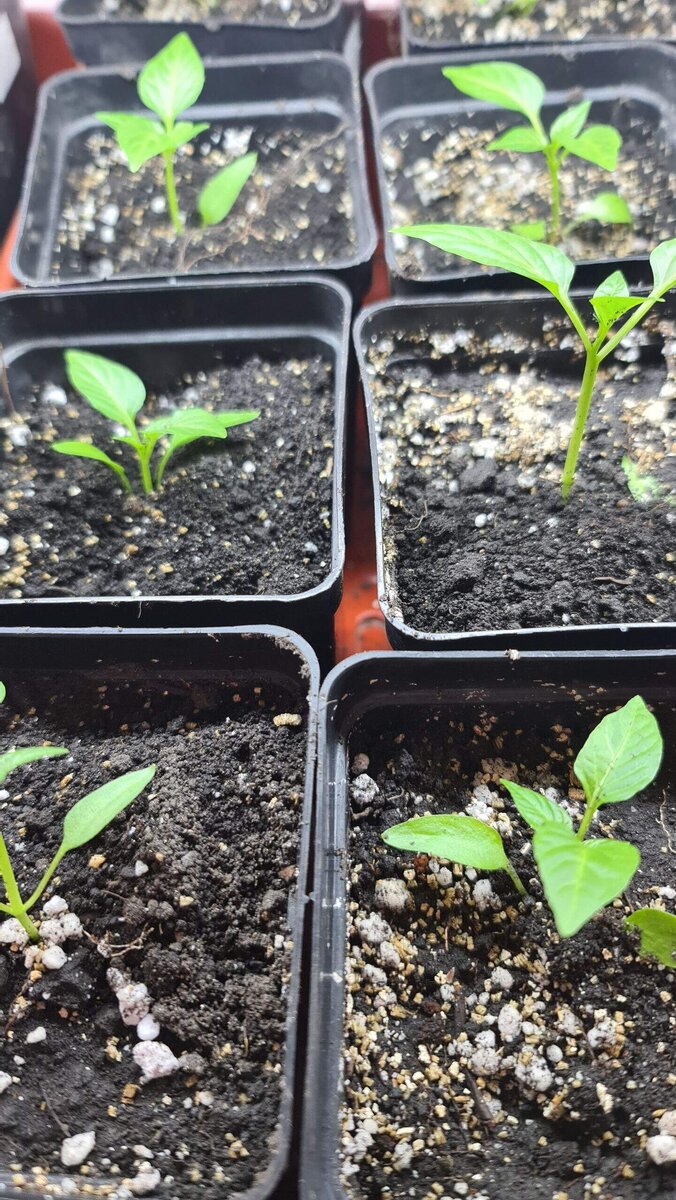 В галерее 2 фото. Сорт Биг Бой