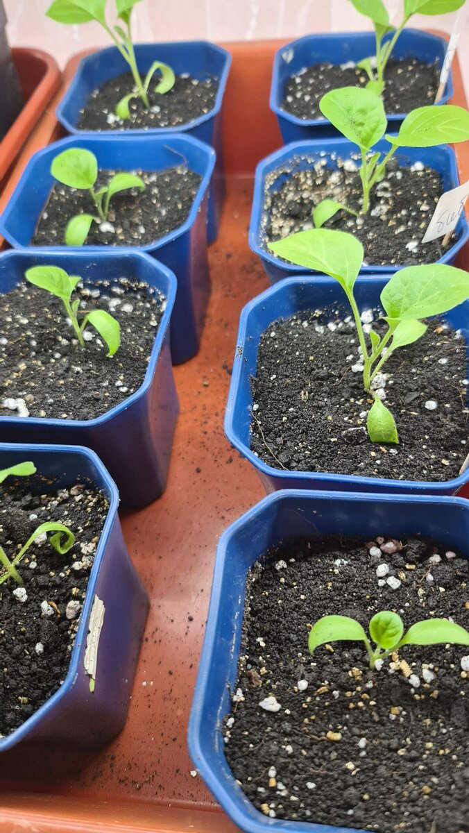 Слева сорт Эпик, справа Бибо