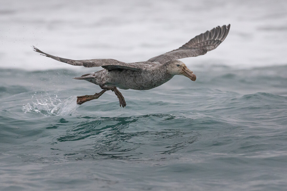 Shutterstock📷Из-за загрязнения пластиком численность птиц с каждым годом продолжает уменьшаться