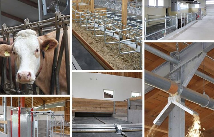    Ферма по откорму телят породы бельгийская бело-голубая откроется в Подмосковье