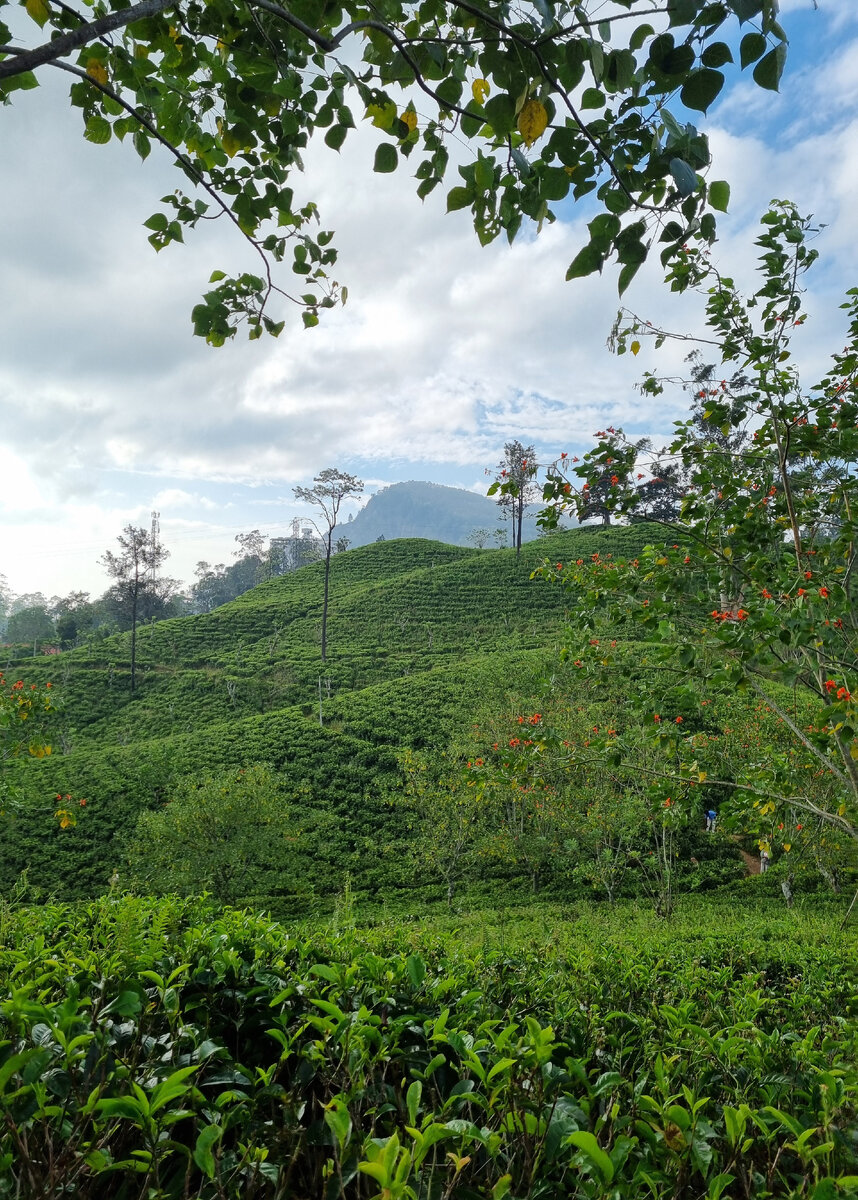 Чайные плантации. Фото автора статьи