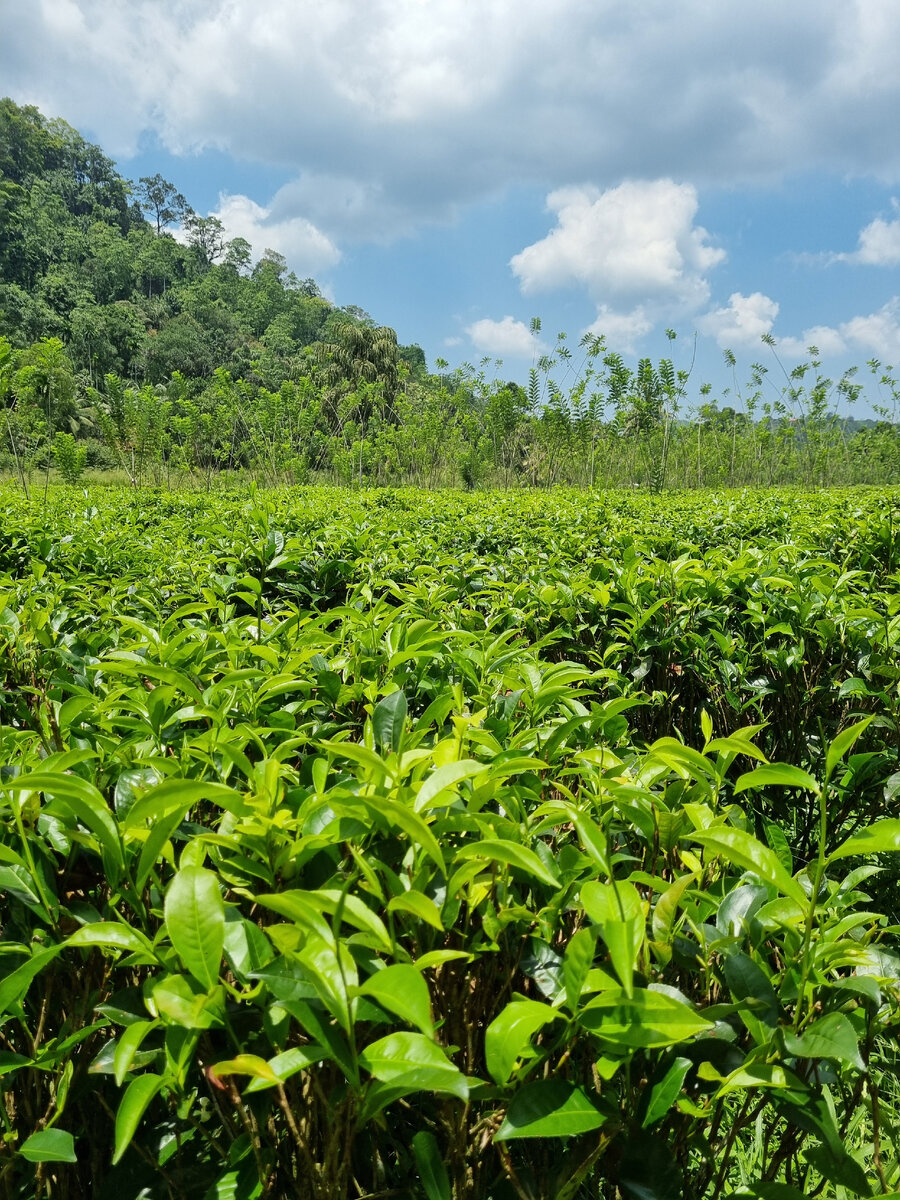 Чайные плантации. Фото автора статьи.
