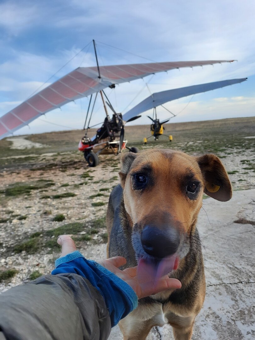 Собакель тоже хочет летать