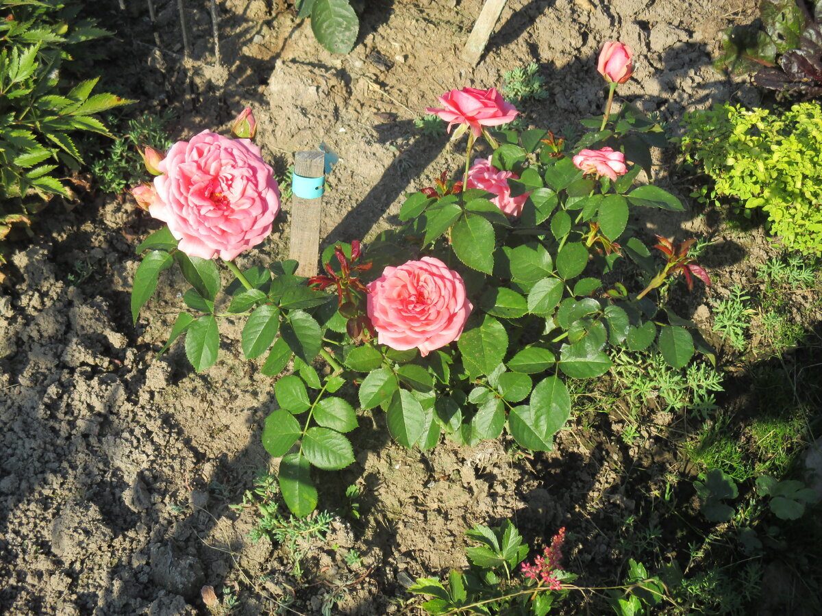 фото Надежды