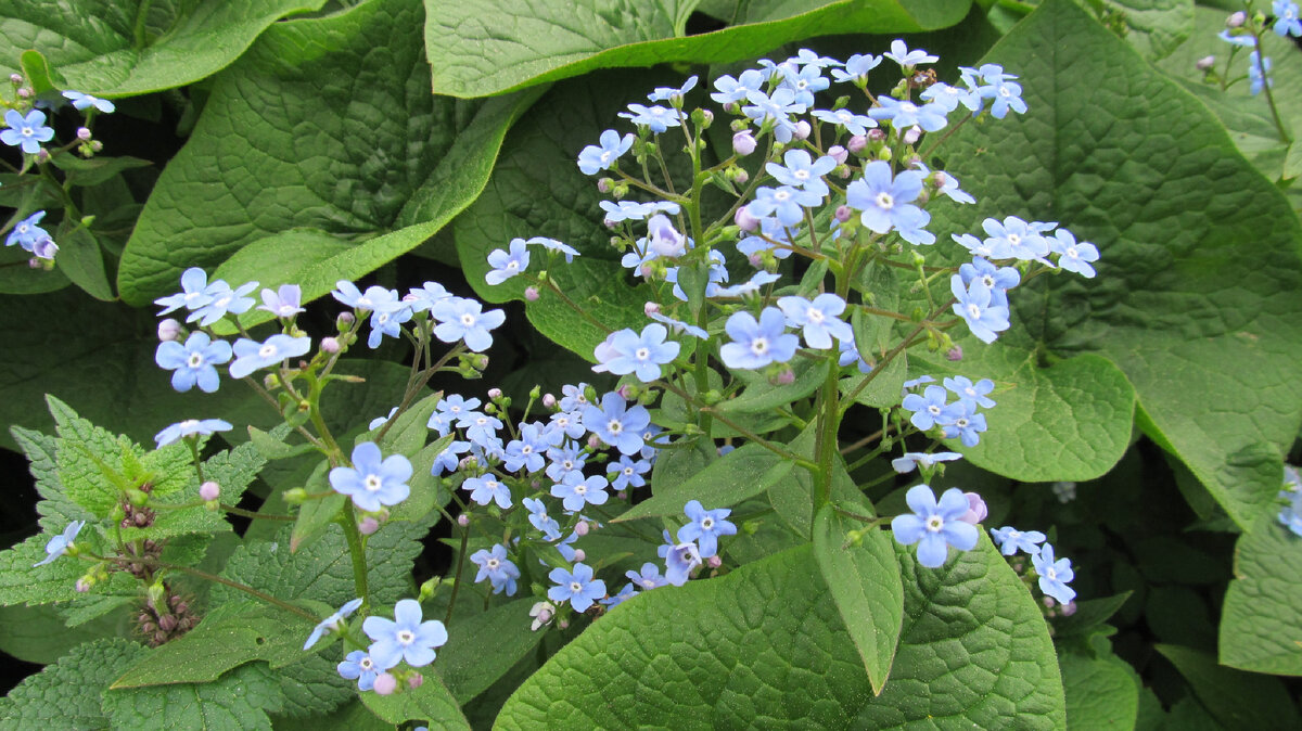 Бруннера сибирская