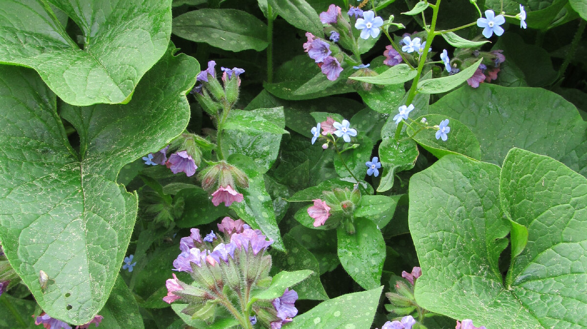 Бруннера и медуница