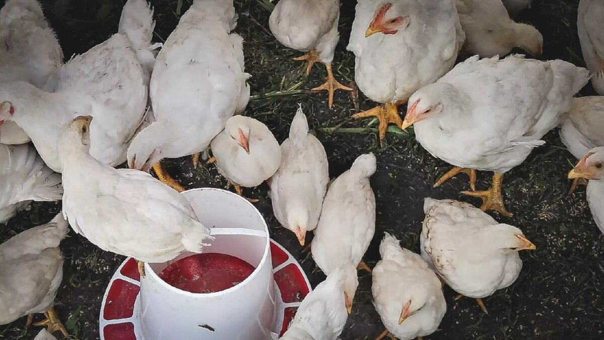     В Сарапуле птицефабрика с нарушениями содержала птицу и вырабатывала яйцо.