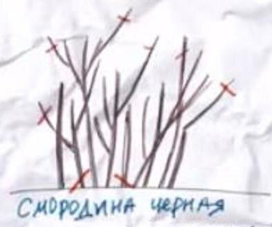 Схема весенней обрезки черной смородины