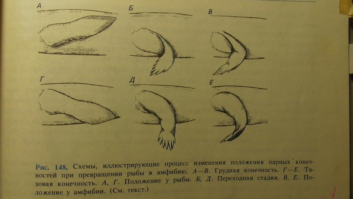 Эволюционисты рисуют нам простенькую схему превращения плавников ископаемой рыбы в передние и задние конечности амфибий. Однако никаких объяснений почему локти и колени сгибаются в разную сторону не дается. Ромер А. Парсонс Т. Анатомия позвоночных: в 2-Х ТТ. т. 1: Пер. с англ. – М.: Мир, 1992. – 358 с. ил. Рис. 148, С. 249.