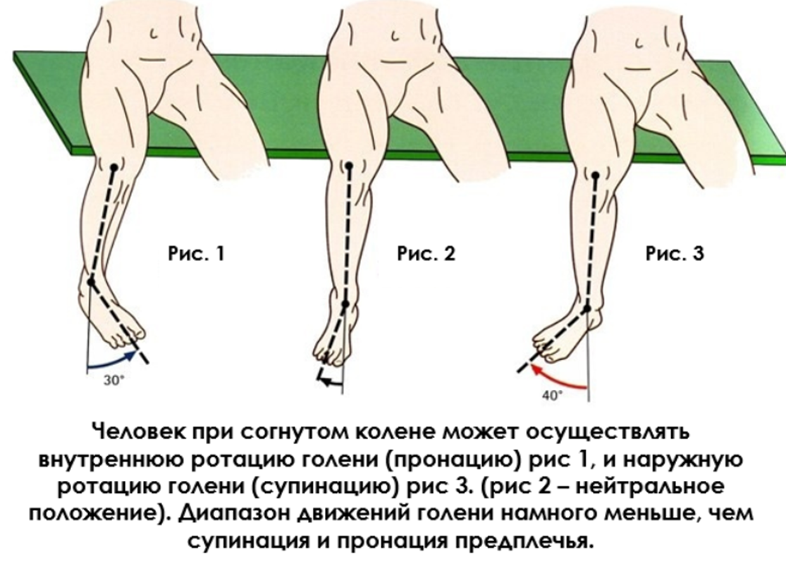 Диапазон внутренней и наружной ротации голени намного меньше, чем диапазон ротации предплечья. 