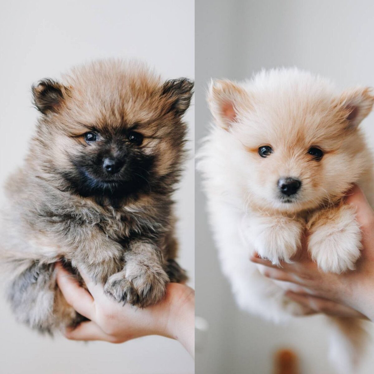 Приют Домик Мелкашей