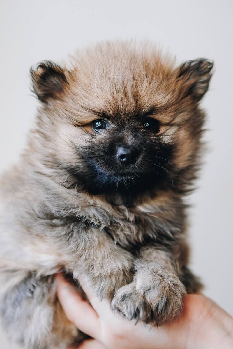 Щенок из приюта Домик Мелкашей