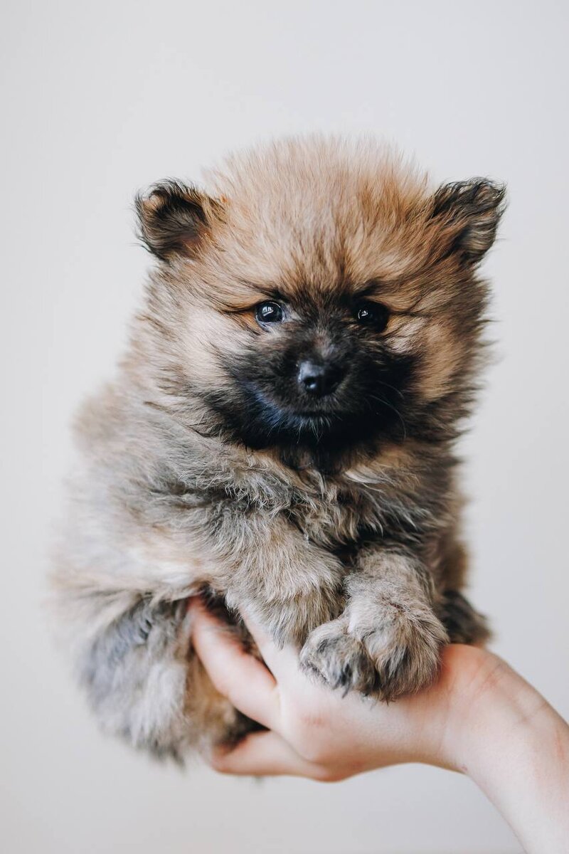 Щенок из приюта Домик Мелкашей