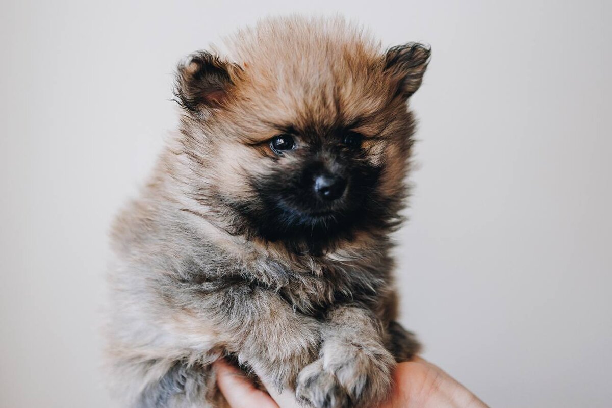 Щенок из приюта Домик Мелкашей