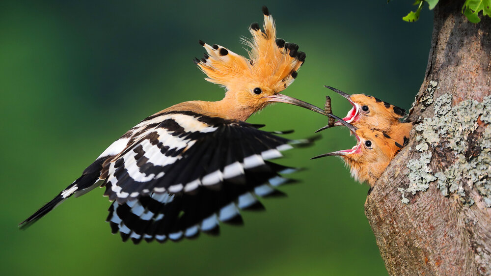    Фото: Shutterstock.com