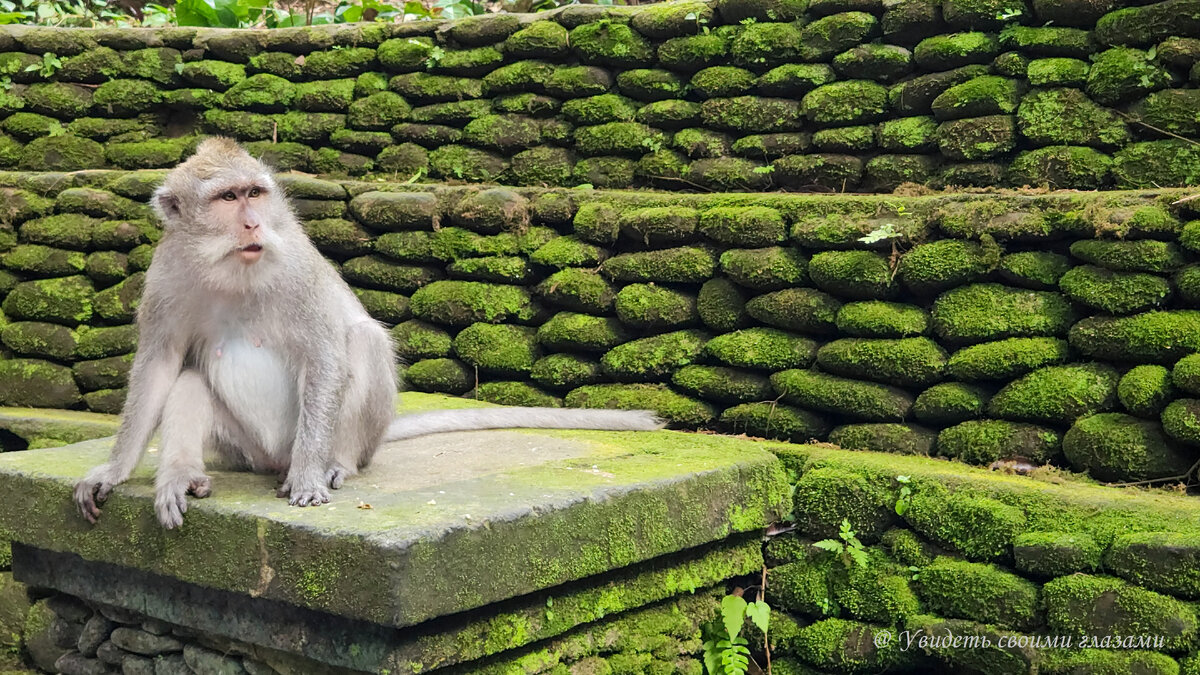 Лес обезьян в Убуде