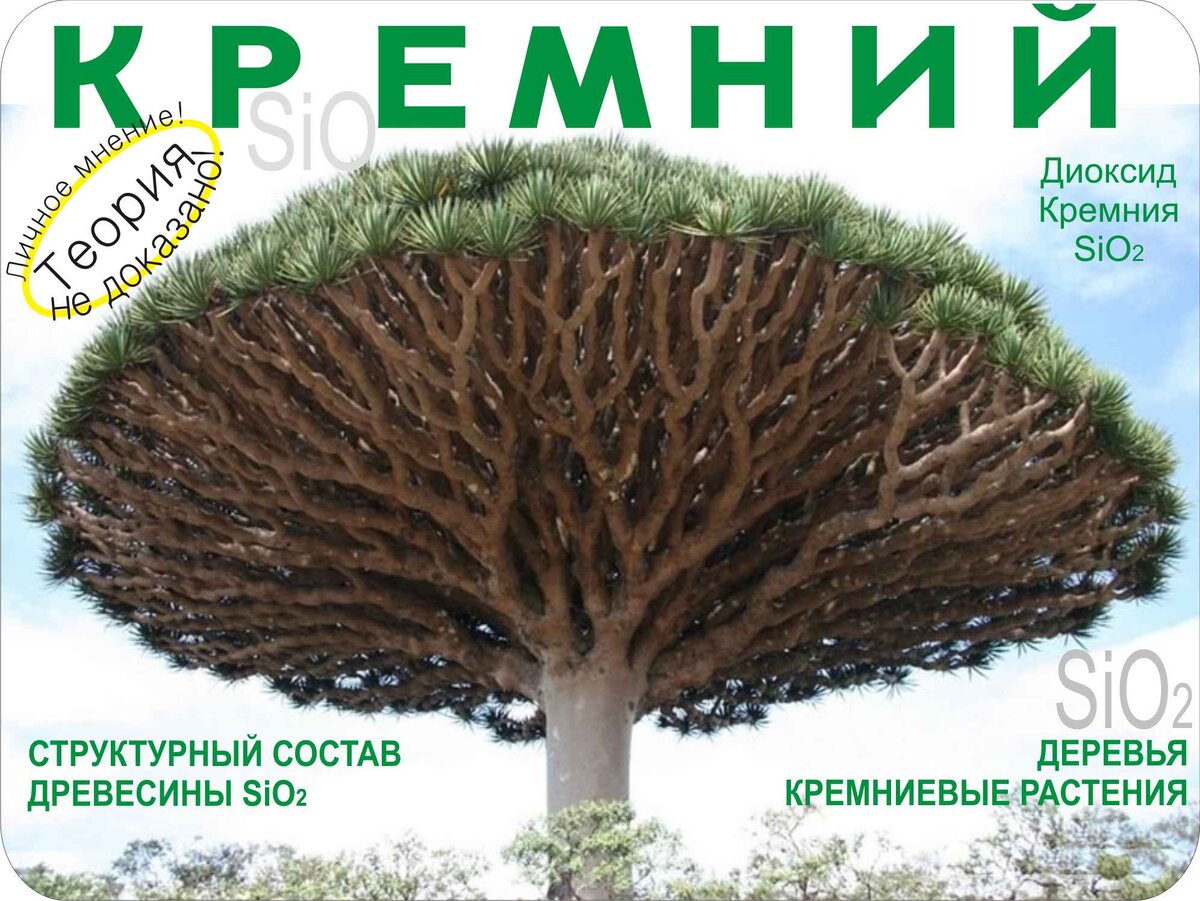 растения, природа, дерево, деревья, стволы, ветки, листва, листья, целлюлоза, полисахариды, полимеры кремния, кремниевые волокна, диоксид кремния, кремний, силициум, sio2, si, древесина, смола, смола деревьев,  фотосинтез, волокна растений, кремниевые структуры, 