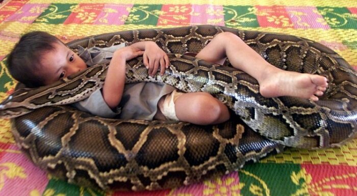 Такие животные, как змеи, -замечательные питомцы, но они требуют особого ухода и внимания. Вот несколько рекомендаций по уходу за змеями и их содержанию:


1. Выберите правильный вид:прежде чем купить змею, изучите различные виды, их потребности и характеристики. Некоторые виды змей больше подходят для начинающих владельцев, чем другие.


2.Среда обитания:змеям необходимы правильная температура,влажность и освещение в террариуме. Обеспечьте змее подходящую среду обитания,чтобы ей было комфортно.


3.Рацион:рацион змей зависит от вида. Обычно змеи питаются грызунами.Грызунов можно купить в зоомагазинах.


4. Регулярный уход:регулярная чистка террариума, проверка состояния здоровья змеи и обеспечение ее чистой водой - важные аспекты ухода за змеей.


5. Безопасность:помните, что даже домашние змеи могут представлять опасность для своих хозяев.Чтобы избежать опасности,внимательно наблюдайте за поведением и привычками змей.


Жизнь со змеями может быть прекрасным и интересным опытом, но требует ответственности и знания особенностей змей.