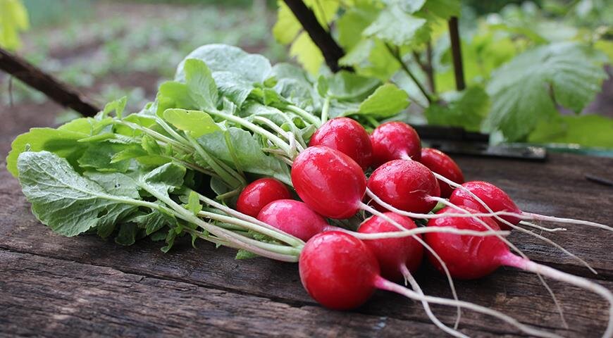 САД / ОГОРОД / ДАЧА