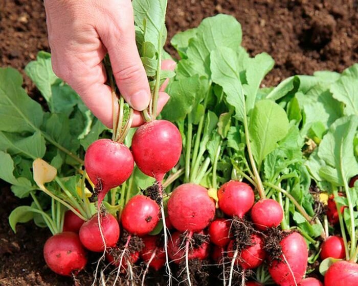 САД / ОГОРОД / ДАЧА