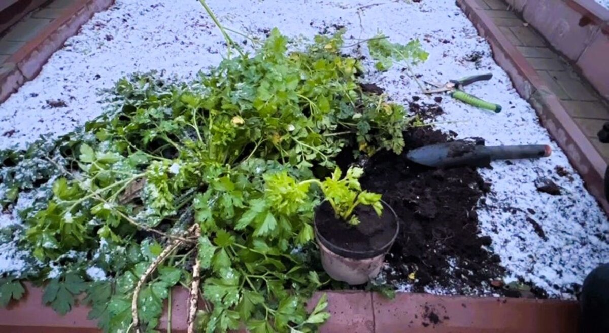 Осенняя пересадка петрушки