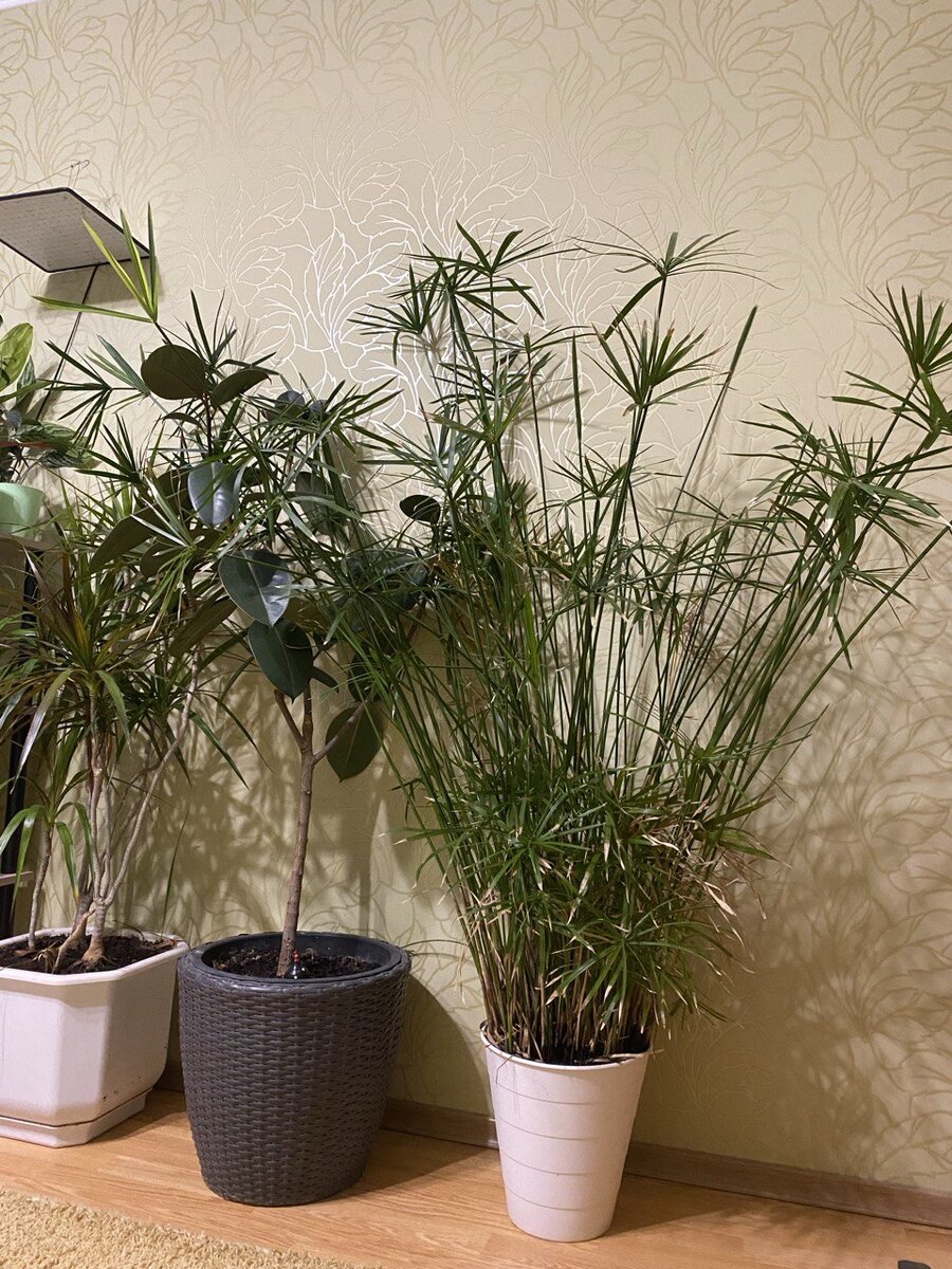 Длина листьев циперуса около 2 метров