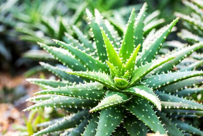 САД / ОГОРОД / ДАЧА