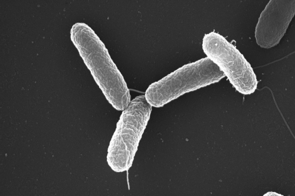    40 сотрудников «Нэфис» отравились сальмонеллезом после обеда в столовой