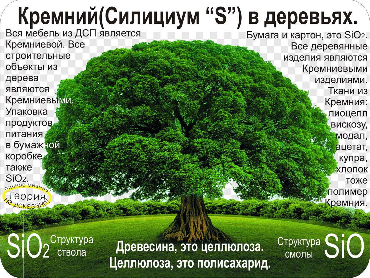 растения, природа, дерево, деревья, стволы, ветки, листва, листья, целлюлоза, полисахариды, полимеры кремния, кремниевые волокна, диоксид кремния, кремний, силициум, sio2, si, древесина, смола, смола деревьев,  фотосинтез, волокна растений, кремниевые структуры, 