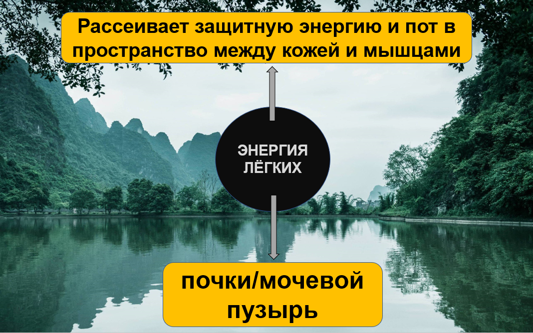 Как энергия ЛЁГКИХ движется вниз и вверх