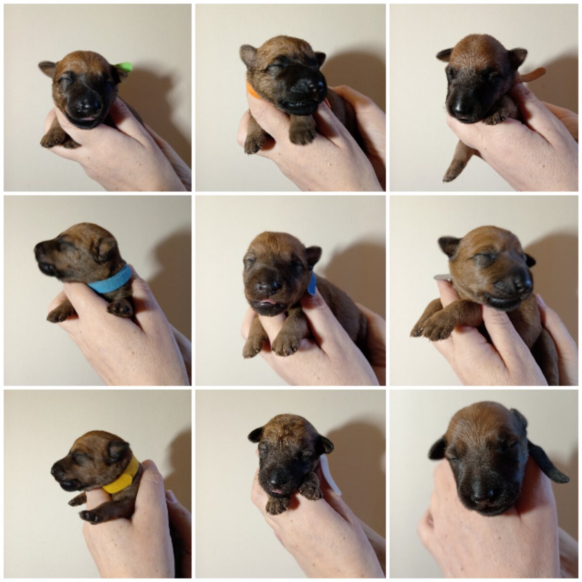 Общий портрет 