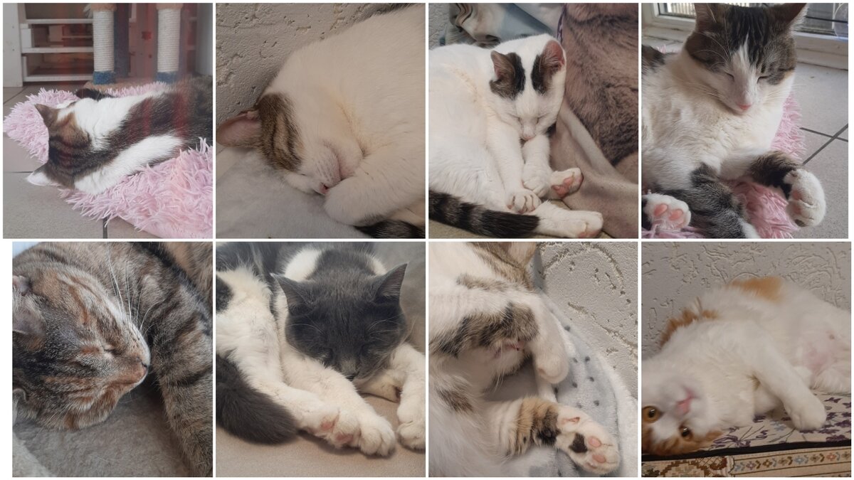 Резиденты котокафе