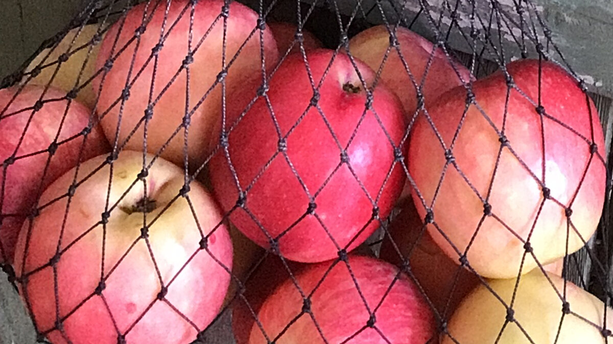 Спелые яблоки в авоське