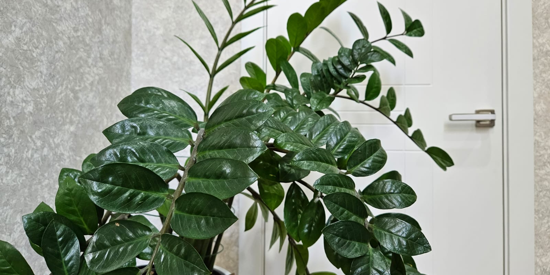 3 способа восстановить замиокулькас и сделать его ещё пышнее, если листья разваливаются или ломаются