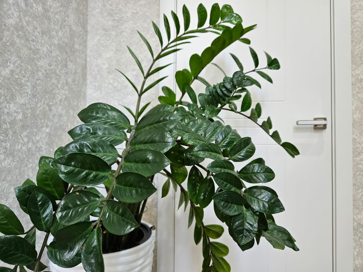 Вот такой у меня. Вроде и пышный, но не особо красивый...