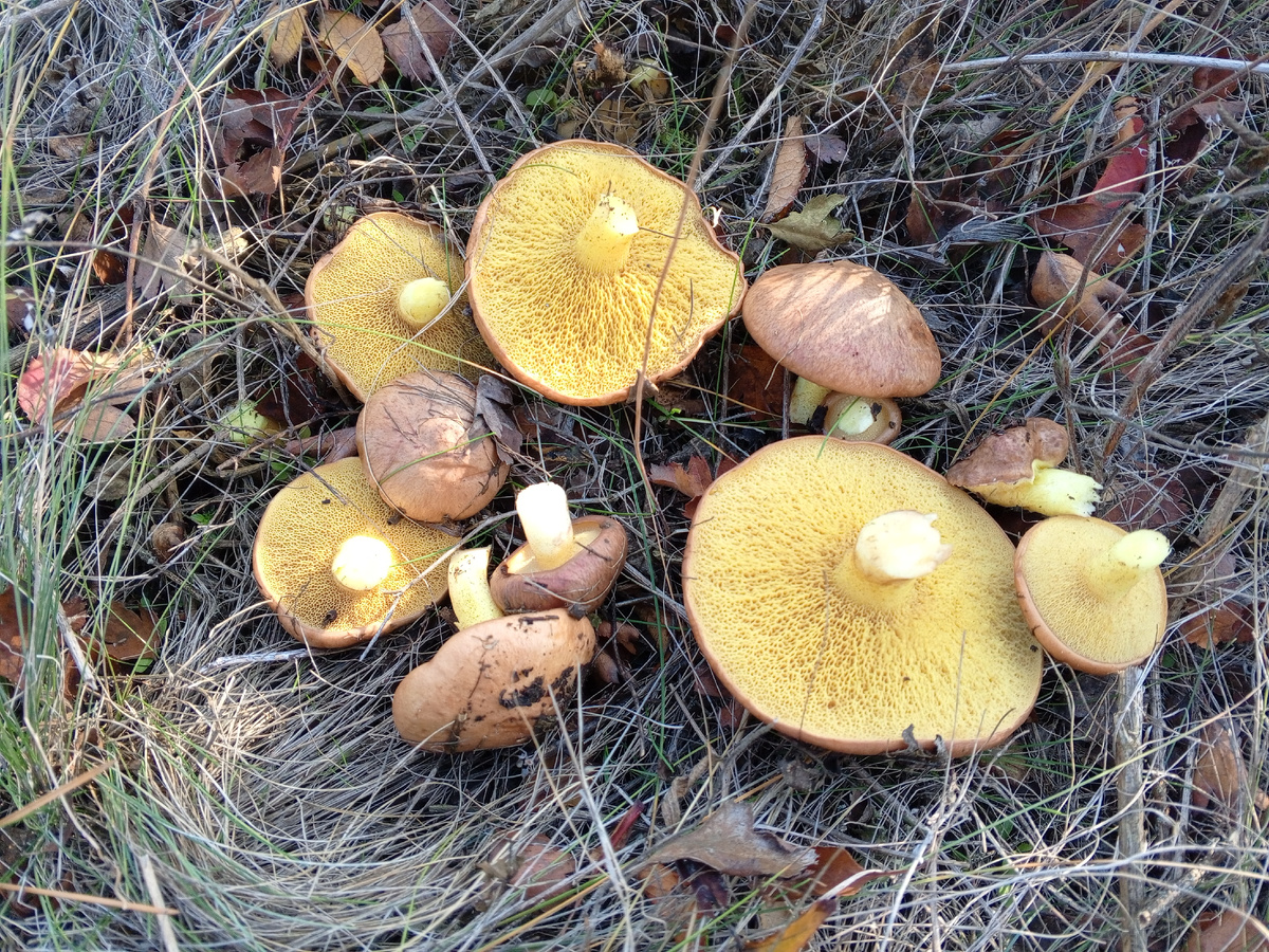 Маслята. Фото авторов