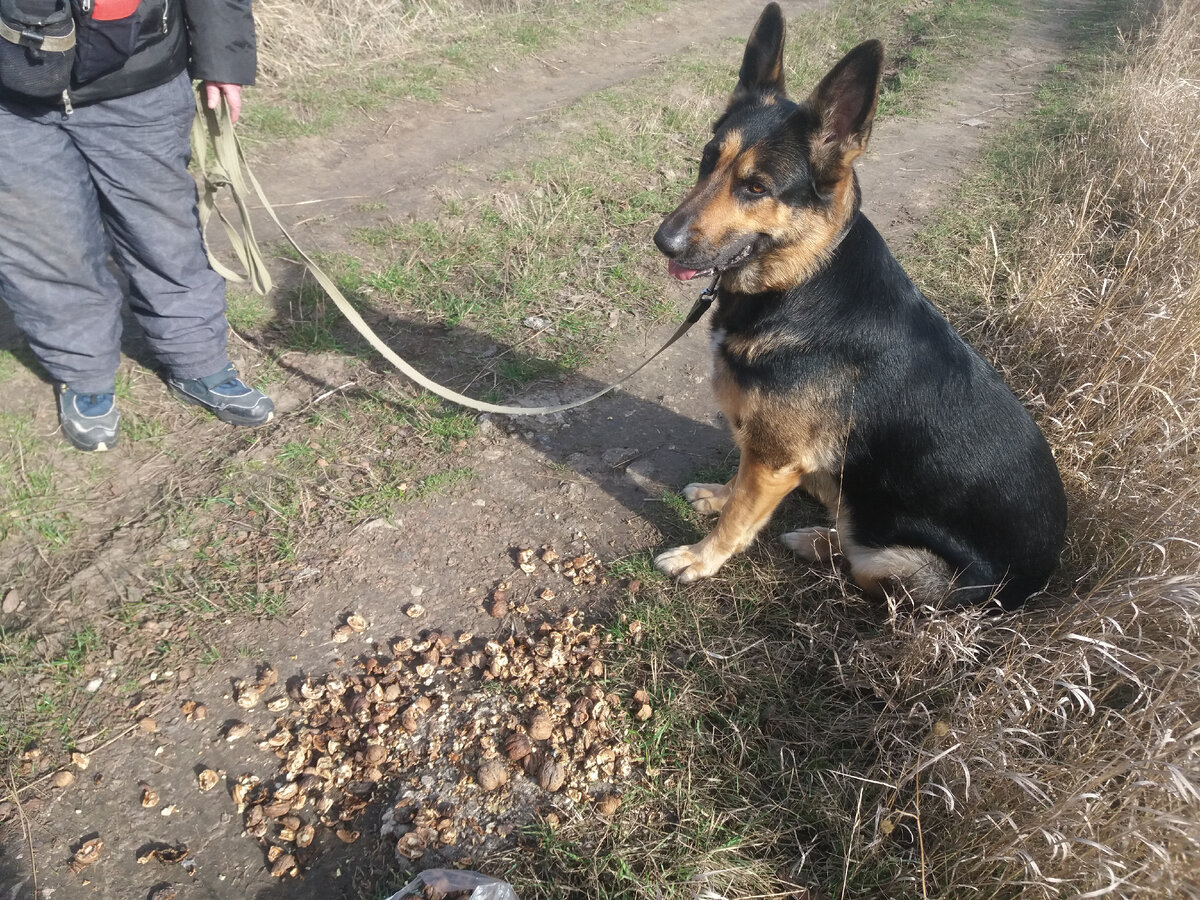Окапи экваториальный лес. Редкий влажный. Полосатый тапир. Редкий влажный. Мадагаскарский лемур.