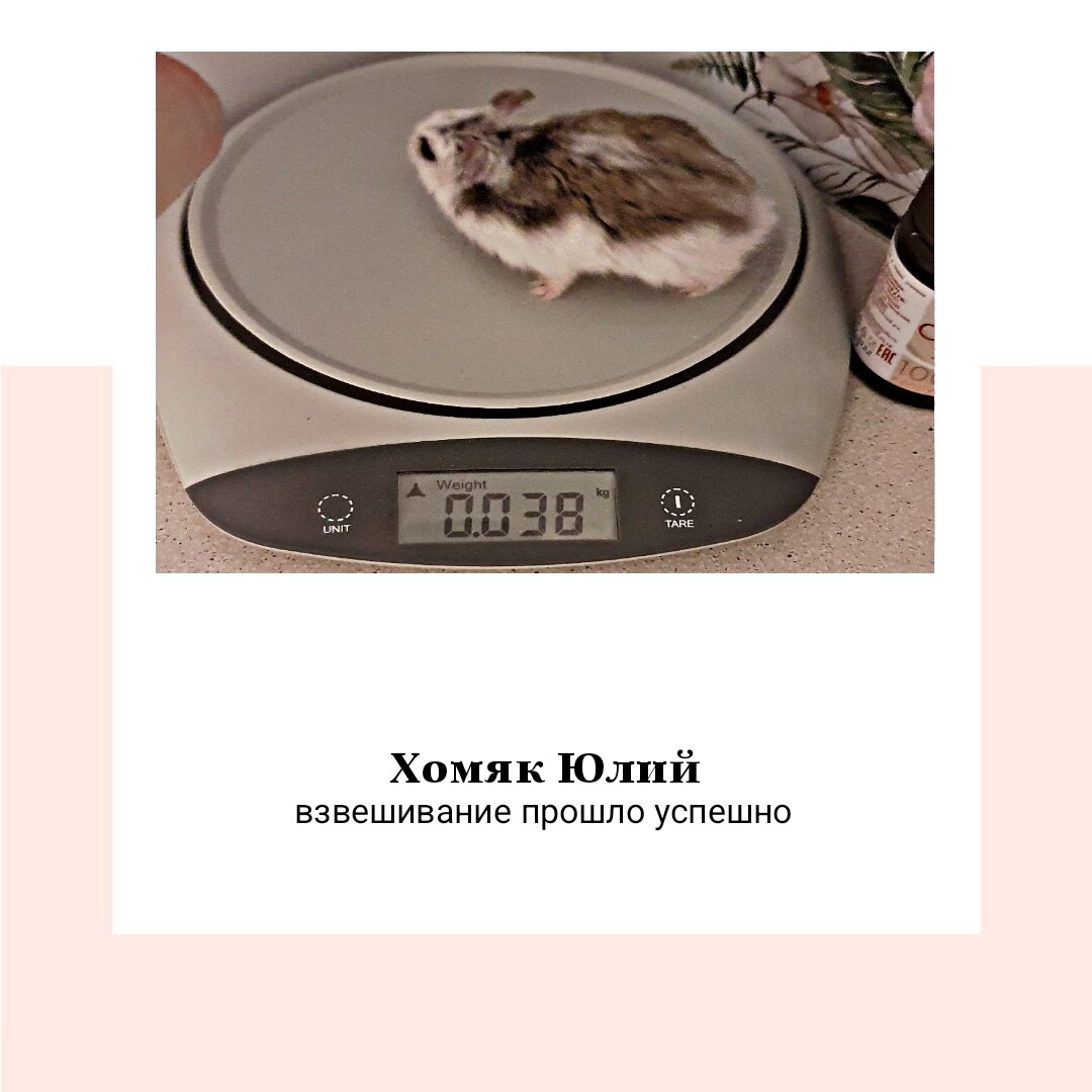 Хомяк Юлий Цезарь