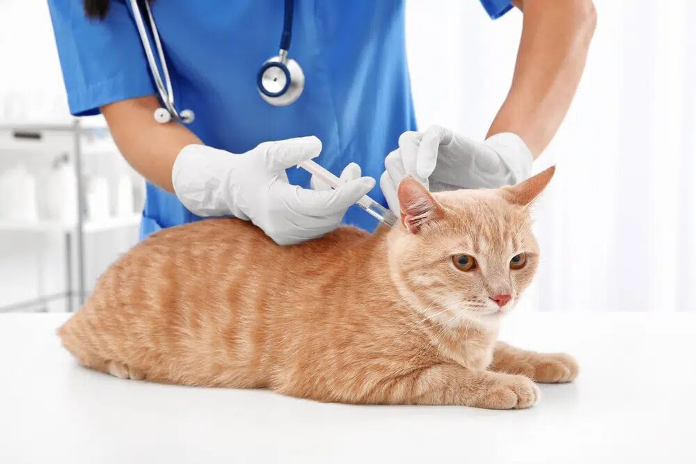 Если ваша собака больна, легко задаться вопросом, может ли заболеть и ваша кошка.
