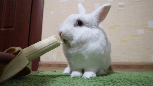 Милый кролик Моти ест банан 🐰🍌