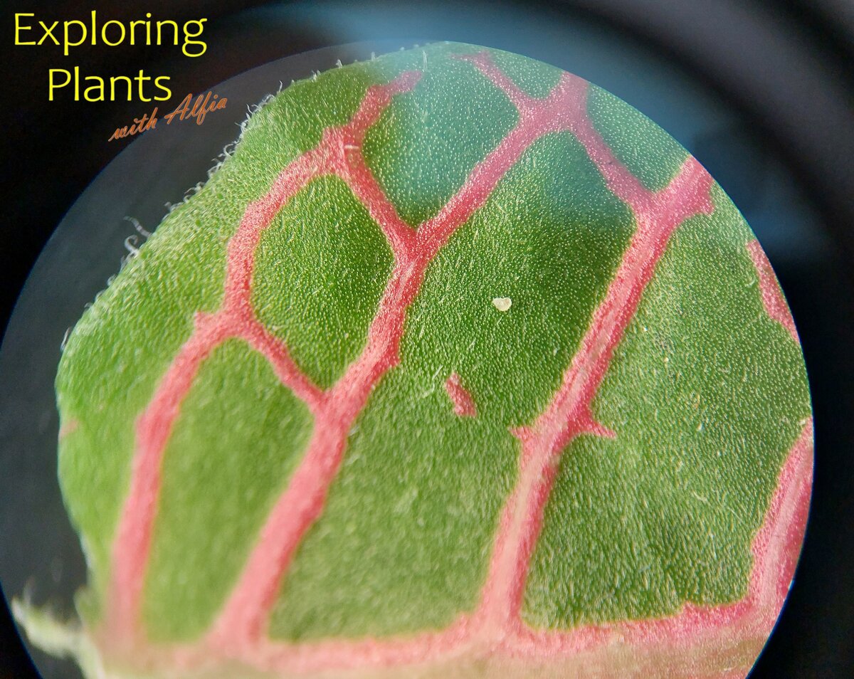 Я сделала фотографию листовой пластинки фиттонии под бинокуляром. Видно как жилки листа делят листовую пластинку на части, составляющие «мозаику».