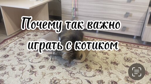 Почему так важно играть с котиком